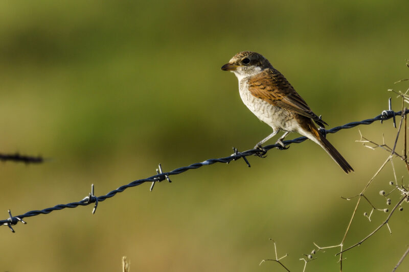 Pie grièche écorcheur juvénile